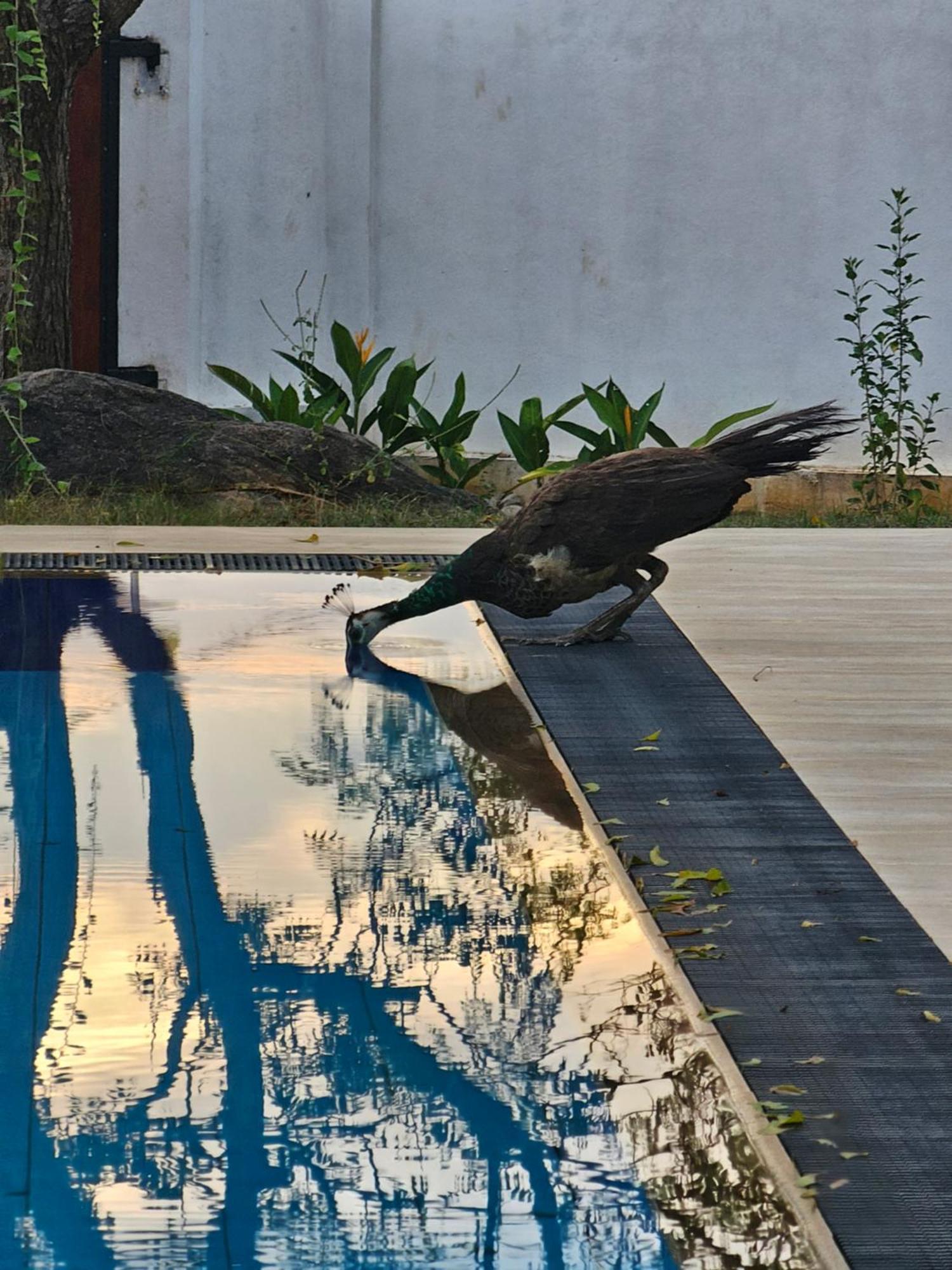 Hotel Kirinda Heaven - Yala Exteriér fotografie